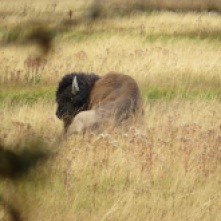 the zoomed in bison that Fred is looking at